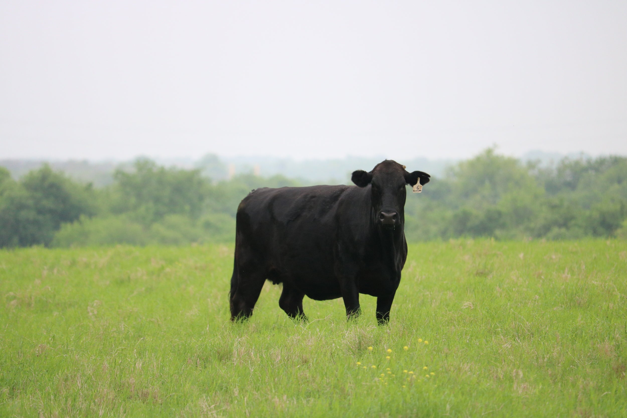 Shop Beef – Cibolo Creek Cattle Company